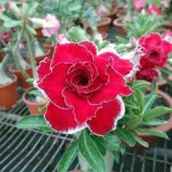 adenium plant (15)-2669325-65940.webp